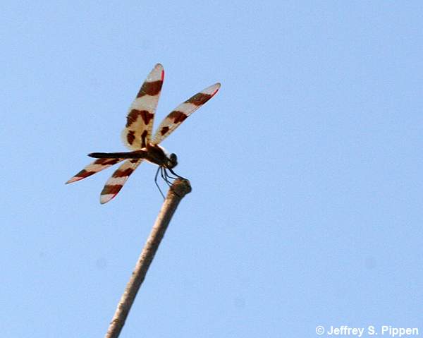 Painted Skimmer (Libellula semifasciata)