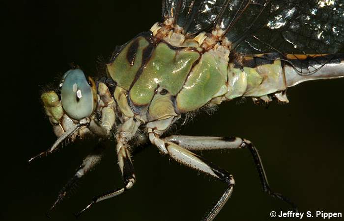 Pale Snaketail (Ophiogomphus severus)