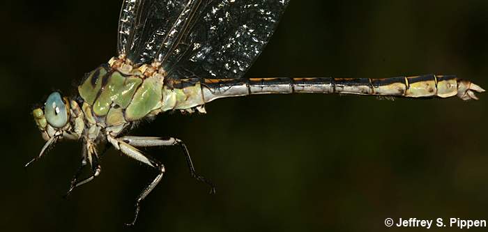 Pale Snaketail (Ophiogomphus severus)