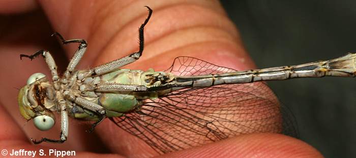 Pale Snaketail (Ophiogomphus severus)