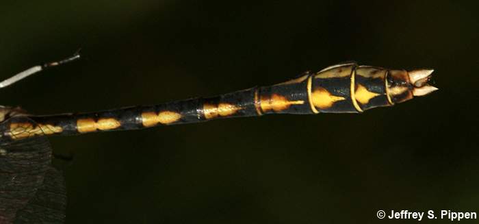 Pale Snaketail (Ophiogomphus severus)