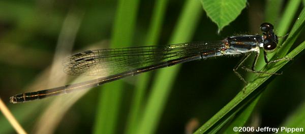 Powdered Dancer (Argia fumipennis)