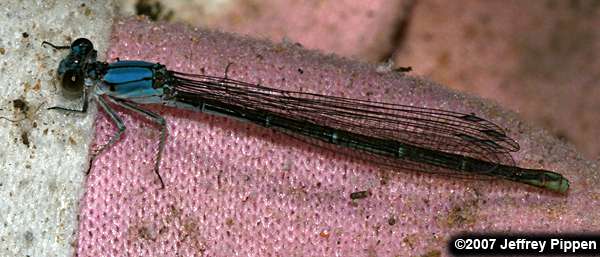 Powdered Dancer (Argia fumipennis)