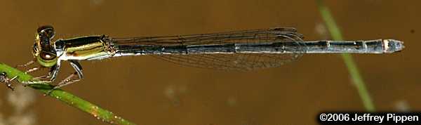 Rambur's Forktail (Ischnura ramburii)