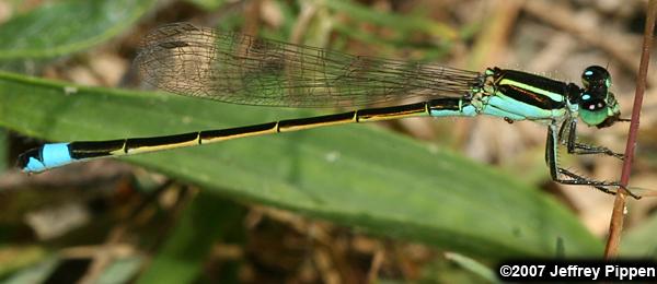 Rambur's Forktail (Ischnura ramburii)