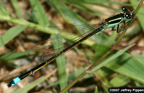 Rambur's Forktail (Ischnura ramburii)