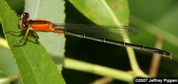Rambur's Forktail (Ischnura ramburii)