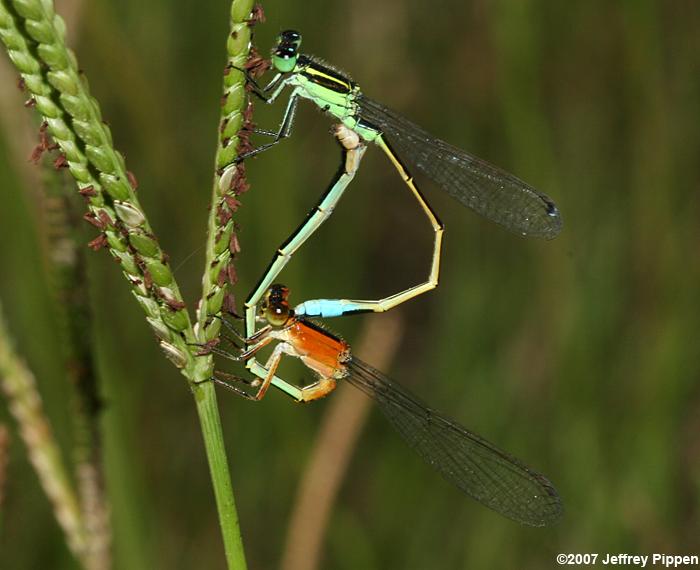 Rambur's Forktail (Ischnura ramburii)