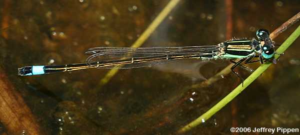 Rambur's Forktail (Ischnura ramburii)
