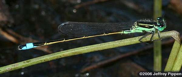 Rambur's Forktail (Ischnura ramburii)