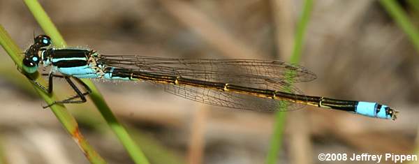 Rambur's Forktail (Ischnura ramburii)