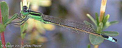 Rambur's Forktail (Ischnura ramburii)