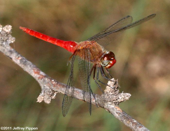 Red-tailed Pennant (Brachymesia furcata)
