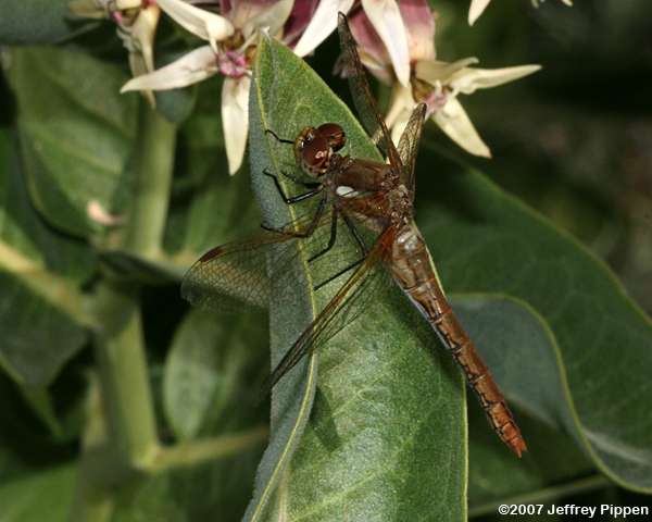 Red-veined Meadowhawk (Sympetrum madidum)