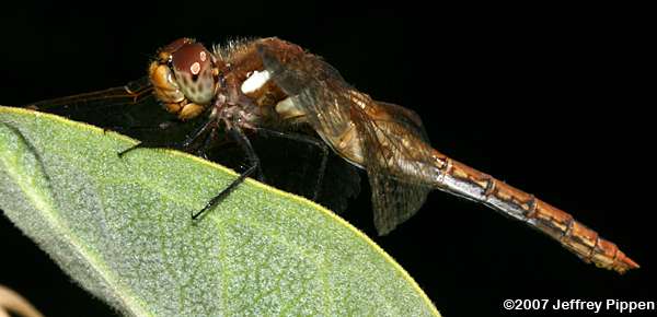 Red-veined Meadowhawk (Sympetrum madidum)