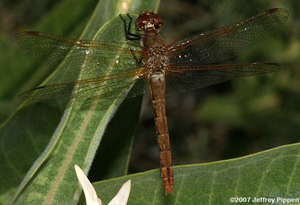 Red-veined Meadowhawk (Sympetrum madidum)