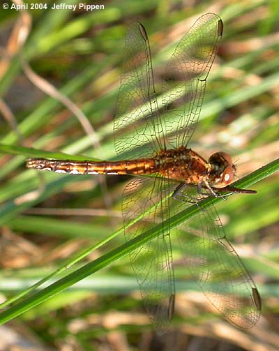 Red-veined Pennant (Celithemis bertha)