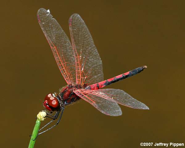 Red-veined Pennant (Celithemis bertha)
