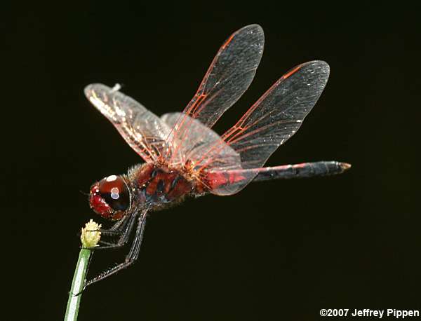Red-veined Pennant (Celithemis bertha)