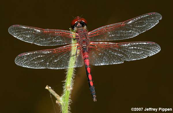 Red-veined Pennant (Celithemis bertha)