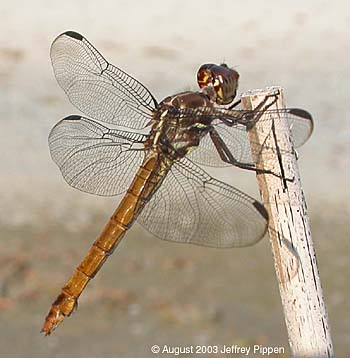 Roseate Skimmer