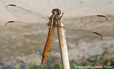 Roseate Skimmer