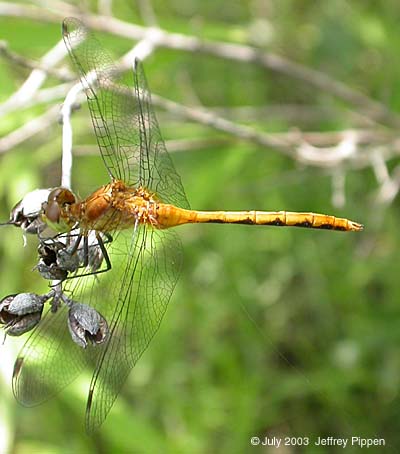 Ruby Meadowhawk (Sympetrum rubicundulum)