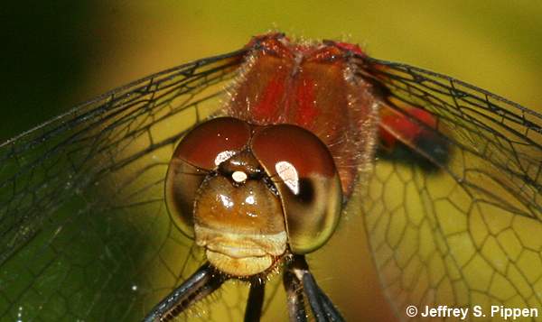 Ruby Meadowhawk (Sympetrum rubicundulum)