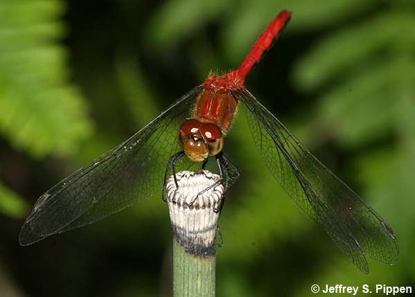 Ruby Meadowhawk (Sympetrum rubicundulum)
