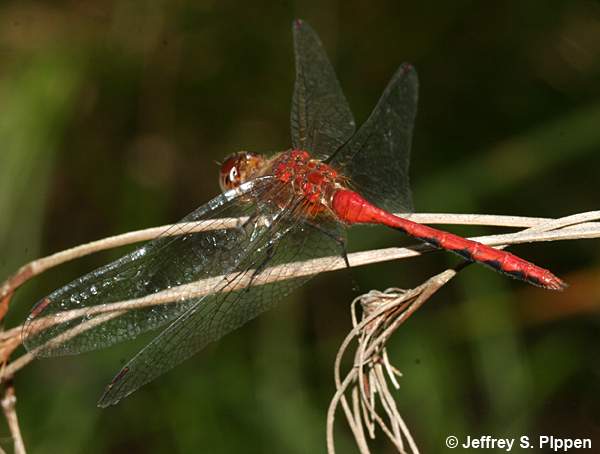 Ruby Meadowhawk (Sympetrum rubicundulum)