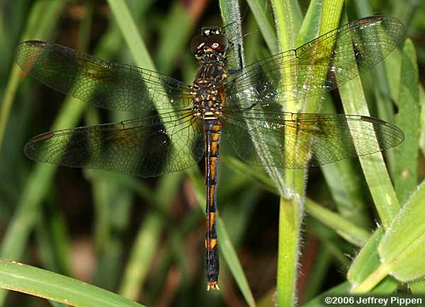 Seaside Dragonlet (Erythrodiplax berenice)