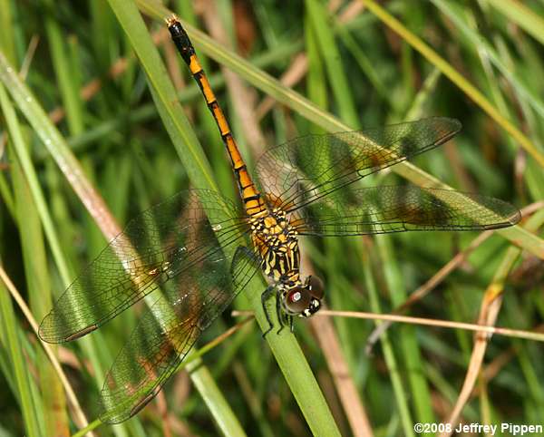 Seaside Dragonlet (Erythrodiplax berenice)