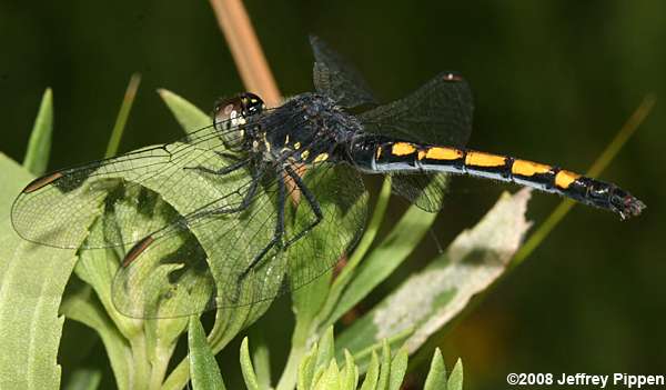 Seaside Dragonlet (Erythrodiplax berenice)