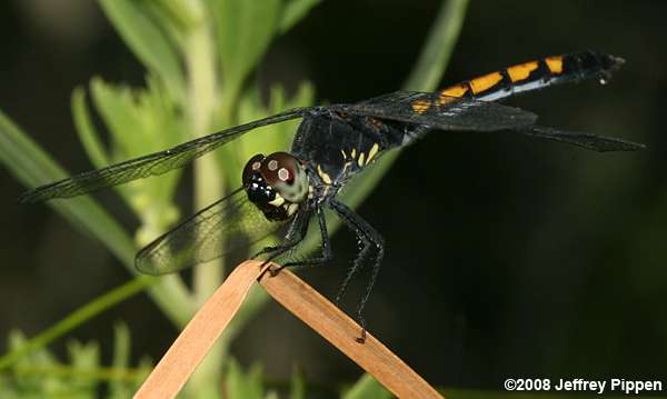 Seaside Dragonlet (Erythrodiplax berenice)