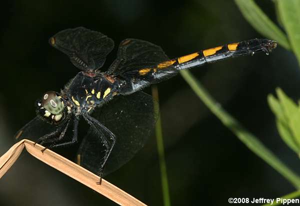 Seaside Dragonlet (Erythrodiplax berenice)