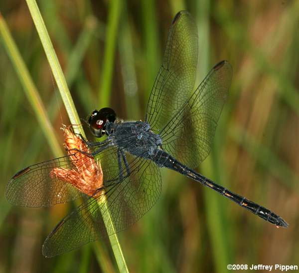 Seaside Dragonlet (Erythrodiplax berenice)