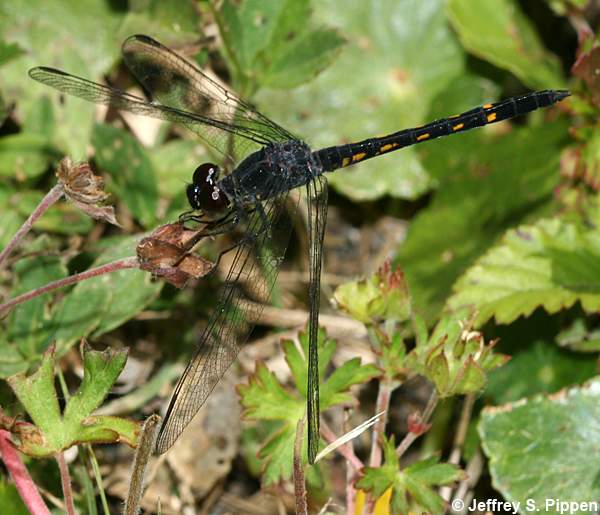 Seaside Dragonlet (Erythrodiplax berenice)