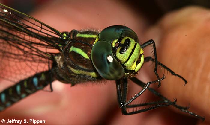 Sedge Darner (Aeshna juncea)