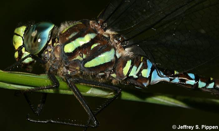 Sedge Darner (Aeshna juncea)