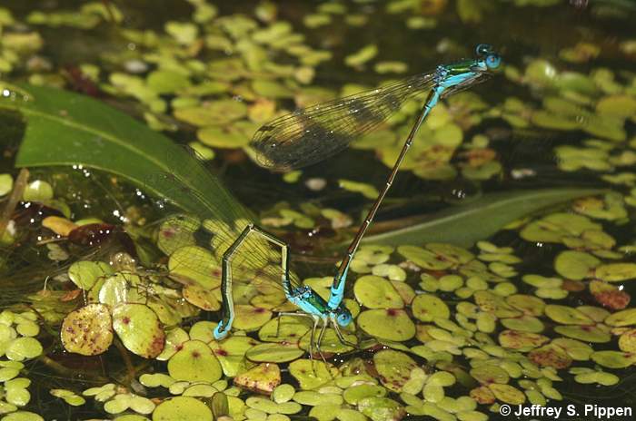 Sedge Sprite (Nehalennia irene)