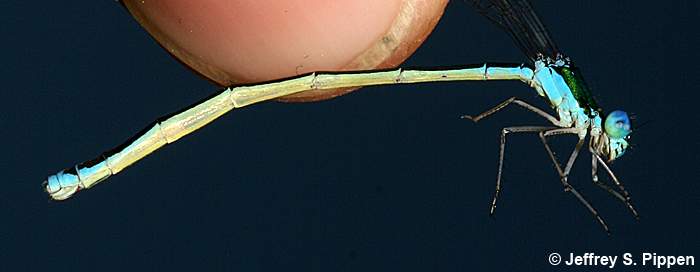 Sedge Sprite (Nehalennia irene)