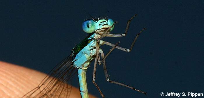 Sedge Sprite (Nehalennia irene)