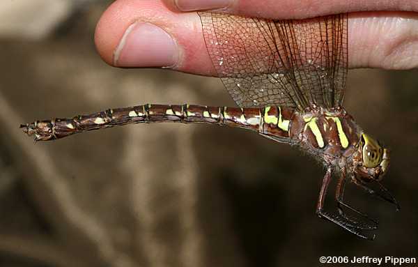 Shadow Darner (Aeshna umbrosa)