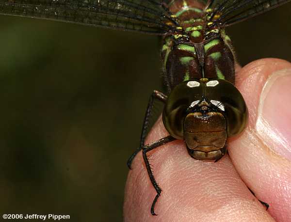 Shadow Darner (Aeshna umbrosa)