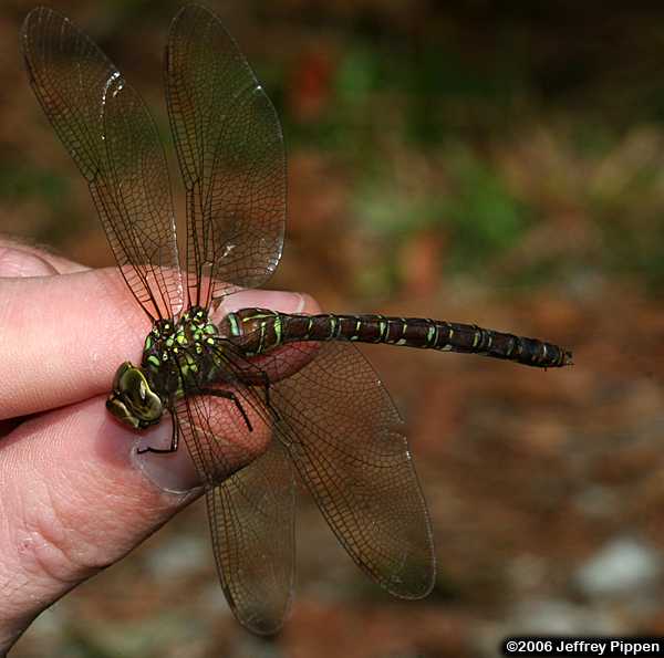 Shadow Darner (Aeshna umbrosa)
