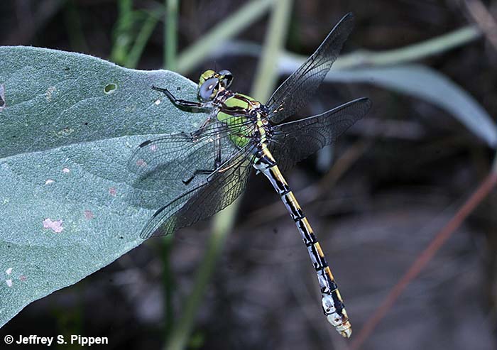 Sinuous Snaketail (Ophiogomphus occidentis)
