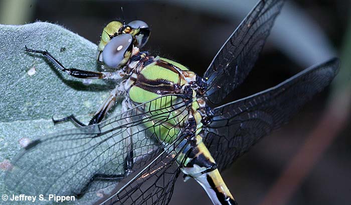 Sinuous Snaketail (Ophiogomphus occidentis)