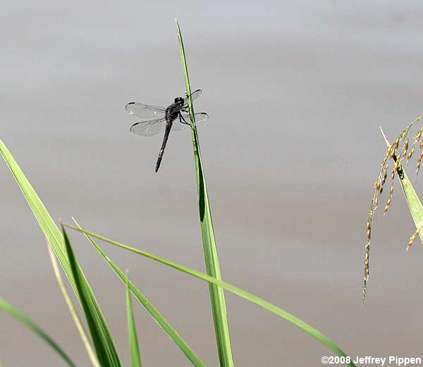 Slaty Skimmer (Libellula incesta)