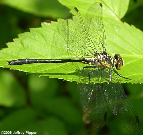 Southern Pygmy Clubtail (Lanthus vernalis)