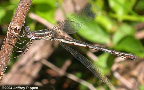 Southern Spreadwing (Lestes disjunctus australis)